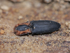 Lacon discoideus