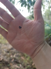 Gasteracantha sacerdotalis