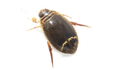 Acilius semisulcatus