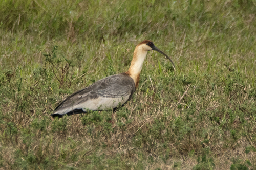 Buff-necked Ibis