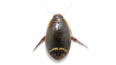 Acilius semisulcatus
