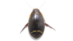 Acilius semisulcatus