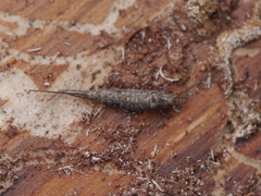 Machiloides