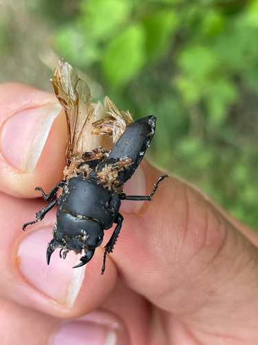 Lesser Stag Beetle