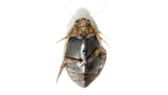 Acilius semisulcatus