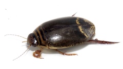 Acilius semisulcatus