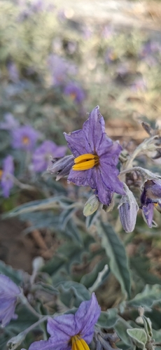 silverleaf nightshade