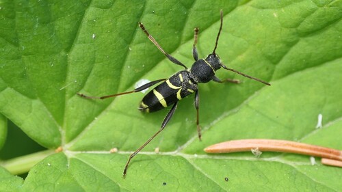 Clytus lama
