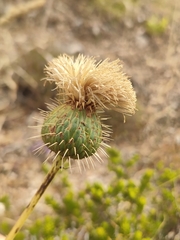 Klasea flavescens