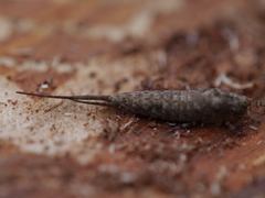 Machiloides