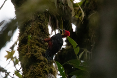 Campephilus haematogaster