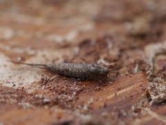 Machiloides