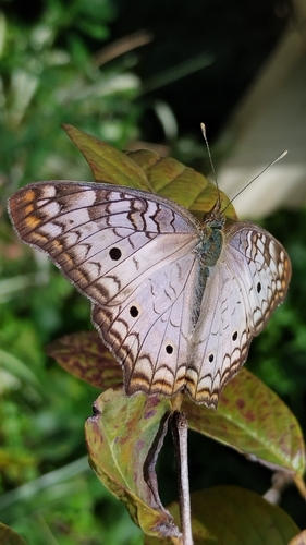 White Peacock