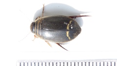 Acilius semisulcatus