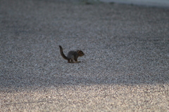 Sciurus niger