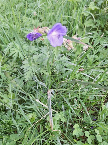Meadow Crane's-bill