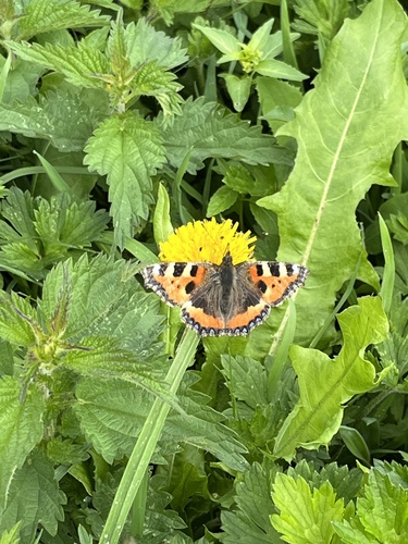 Small Tortoiseshell