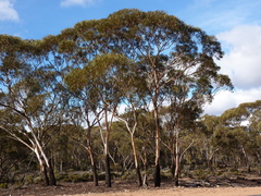 Eucalyptus lesouefii