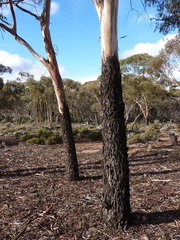 Eucalyptus lesouefii