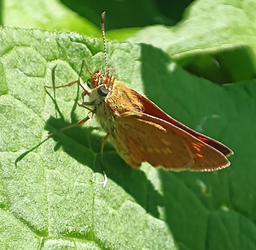 Large Skipper