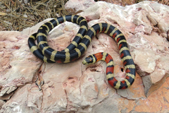 Lampropeltis pyromelana