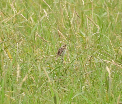 Aquatic Warbler, Klaipedos, LT, photo 5 of 10