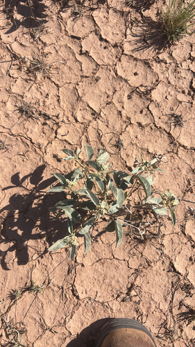 Leatherweed