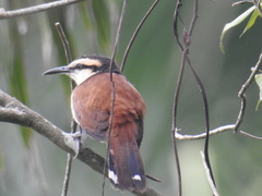Campylorhynchus chiapensis