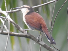 Campylorhynchus chiapensis