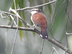 Campylorhynchus chiapensis