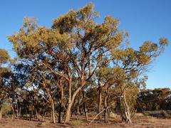 Eucalyptus striaticalyx