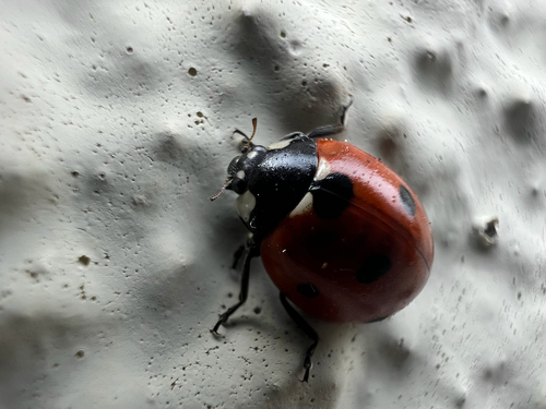 5-spotted Lady Beetle
