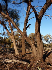 Eucalyptus striaticalyx