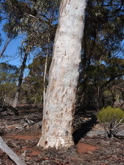 Eucalyptus transcontinentalis