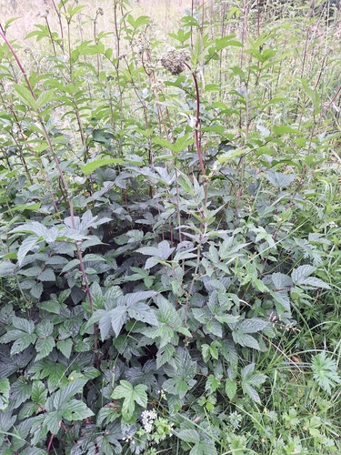 Meadowsweet