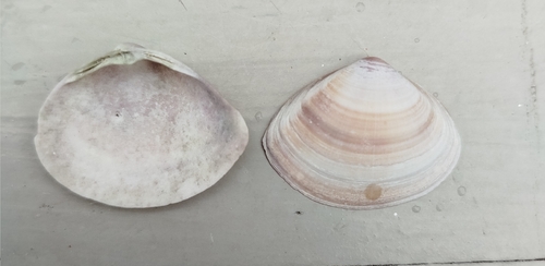 Rayed Trough Shell