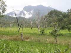 Eucalyptus alba