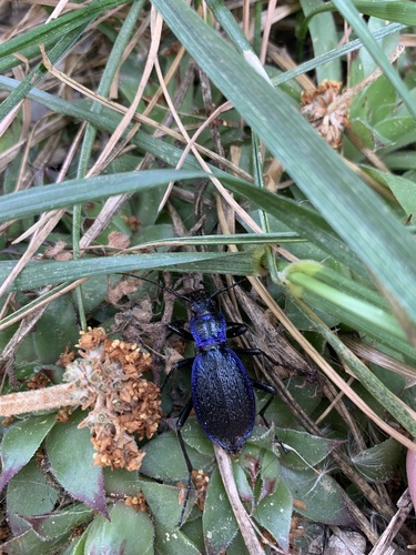 Blue Ground Beetle