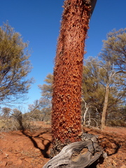 Acacia rhodophloia