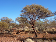 Acacia rhodophloia