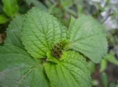 Coleus monostachyus
