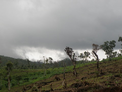 Eucalyptus alba