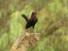 Myrmecocichla aethiops