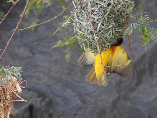 Village Weaver