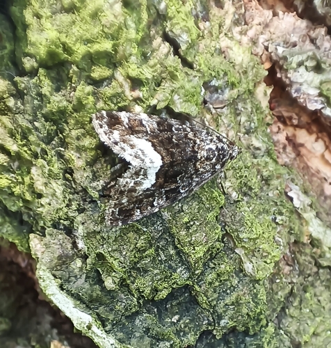 Marbled White-spot