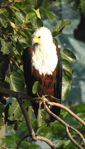 African Fish-Eagle
