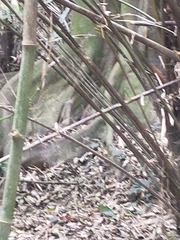 Bambusa stenostachya