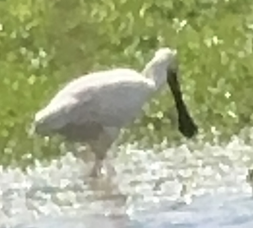 Eurasian Spoonbill