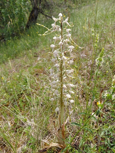 Lizard Orchid