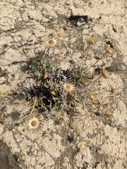 Phagnalon rupestre
